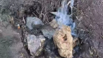 В Калуге пообещали убрать «чудо-ручей» в переулке Хрустальном