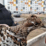 Рябчика спасли в Калужской области - Телерадиокомпания Ника