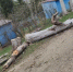 В Малоярославце после спила бросили дерево возле детского сада - Калужский перекрёсток