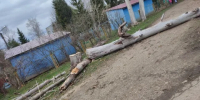 В Малоярославце после спила бросили дерево возле детского сада - Калужский перекрёсток