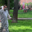 Парки и скверы Калуги избавят от клещей - Калужская неделя