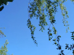 Три беспилотника сбили в Калужской области