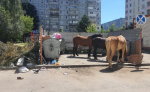 На улице Кибальчича снова паслись лошади