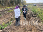 В Думиничском округе высадили 8 тыс. саженцев ели