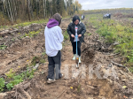 Около 8 тысяч саженцев ели высадили в Думиничском округе